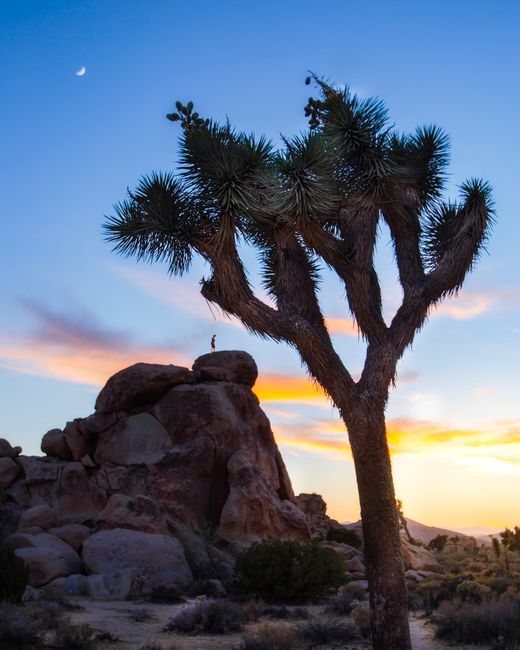 A scenic view of a Joshua Tree silhouetted against a colorful desert sunset with rocky formations.