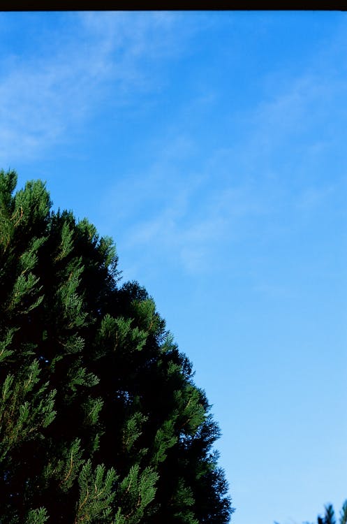 Free green leaves under blue skies Stock Photo