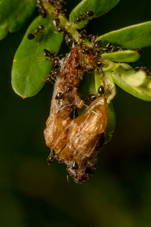 Bezpłatne Wiązka Mrówek Na Roślin Zdjęcie z galerii