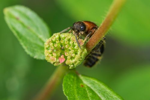Free Macro shot of a bee collecting nectar from a budding flower amidst lush greenery. Stock Photo