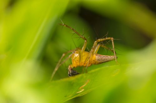 Free Macro shot of a spider on a vibrant green leaf with detailed focus on its texture and colors. Stock Photo
