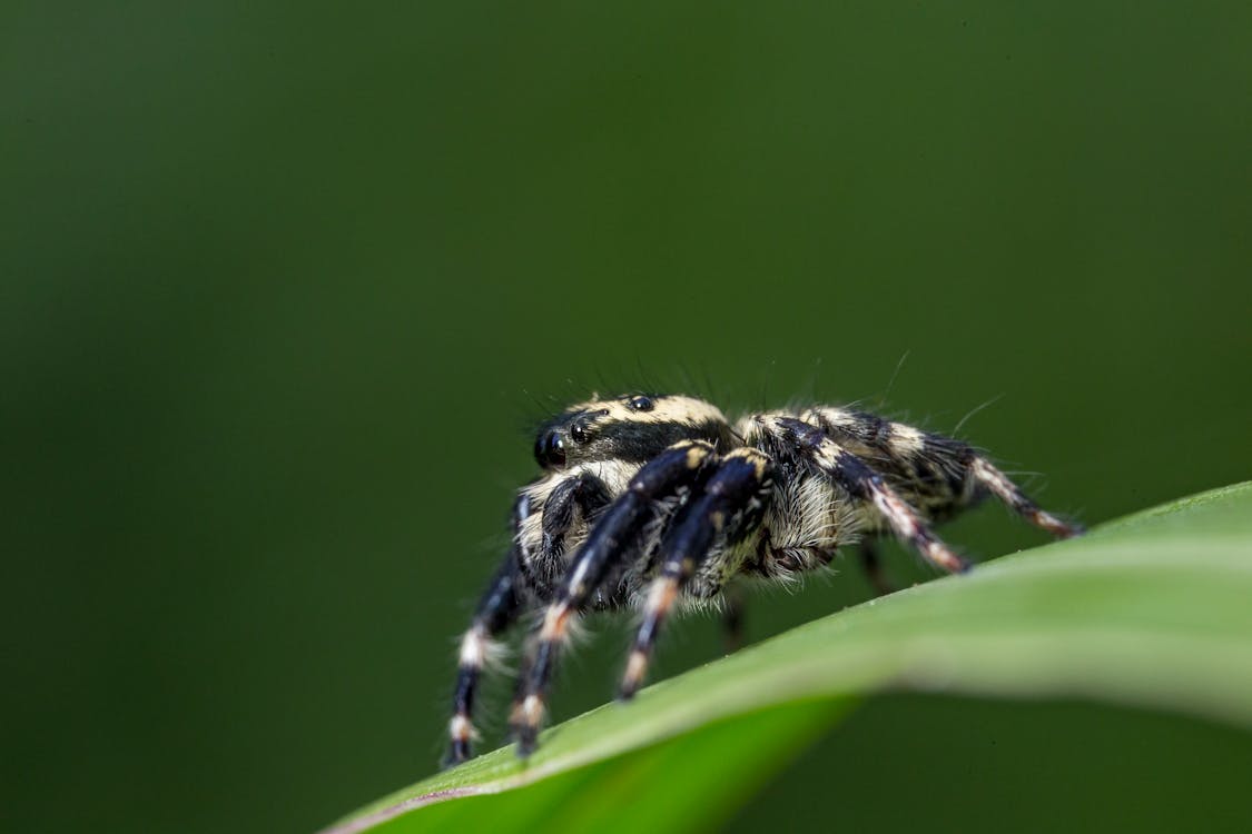 Tarantula In Close-up Photography