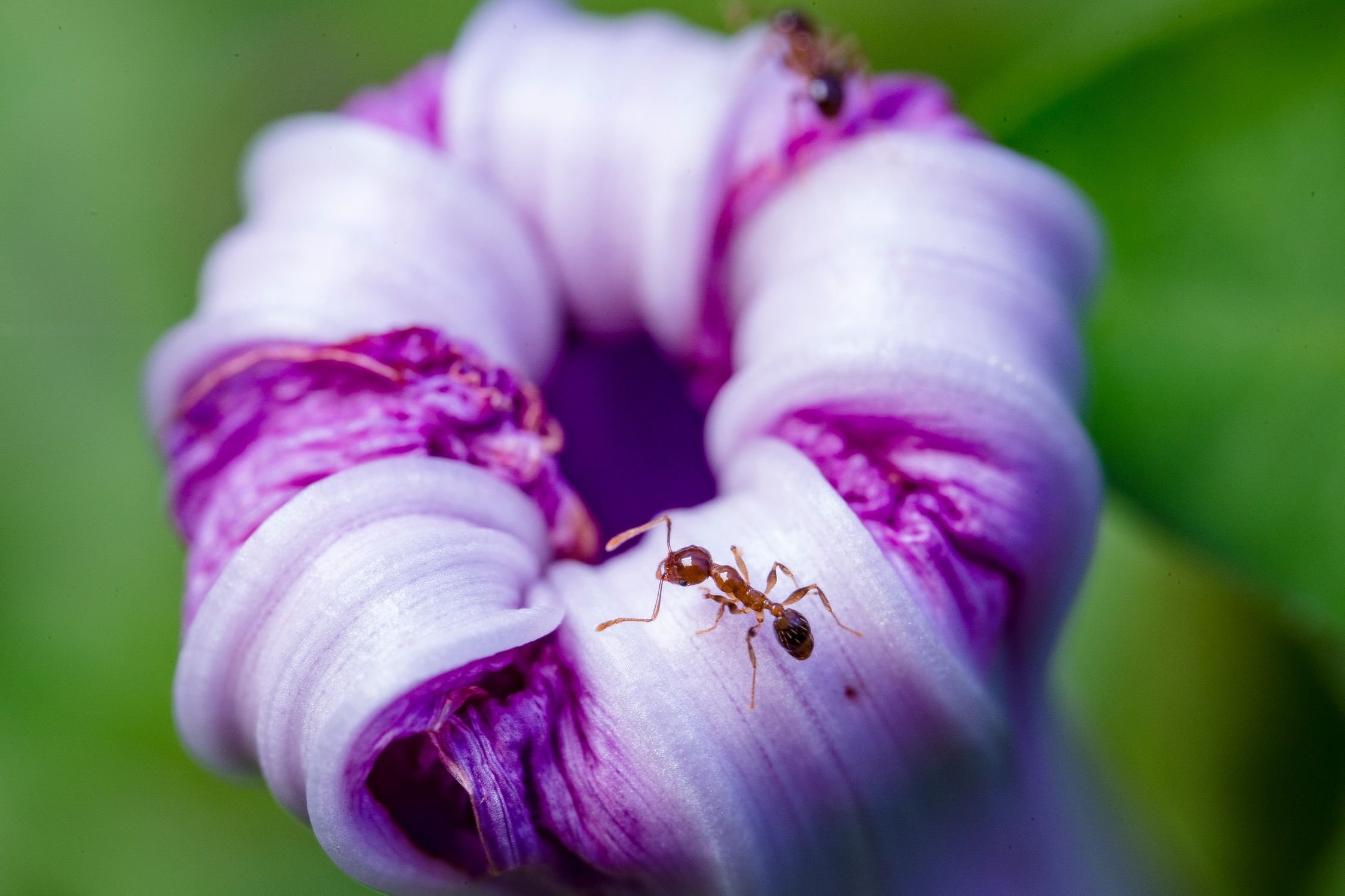 Selective Focus Photo of Ant on Purple Flower · Free Stock Photo