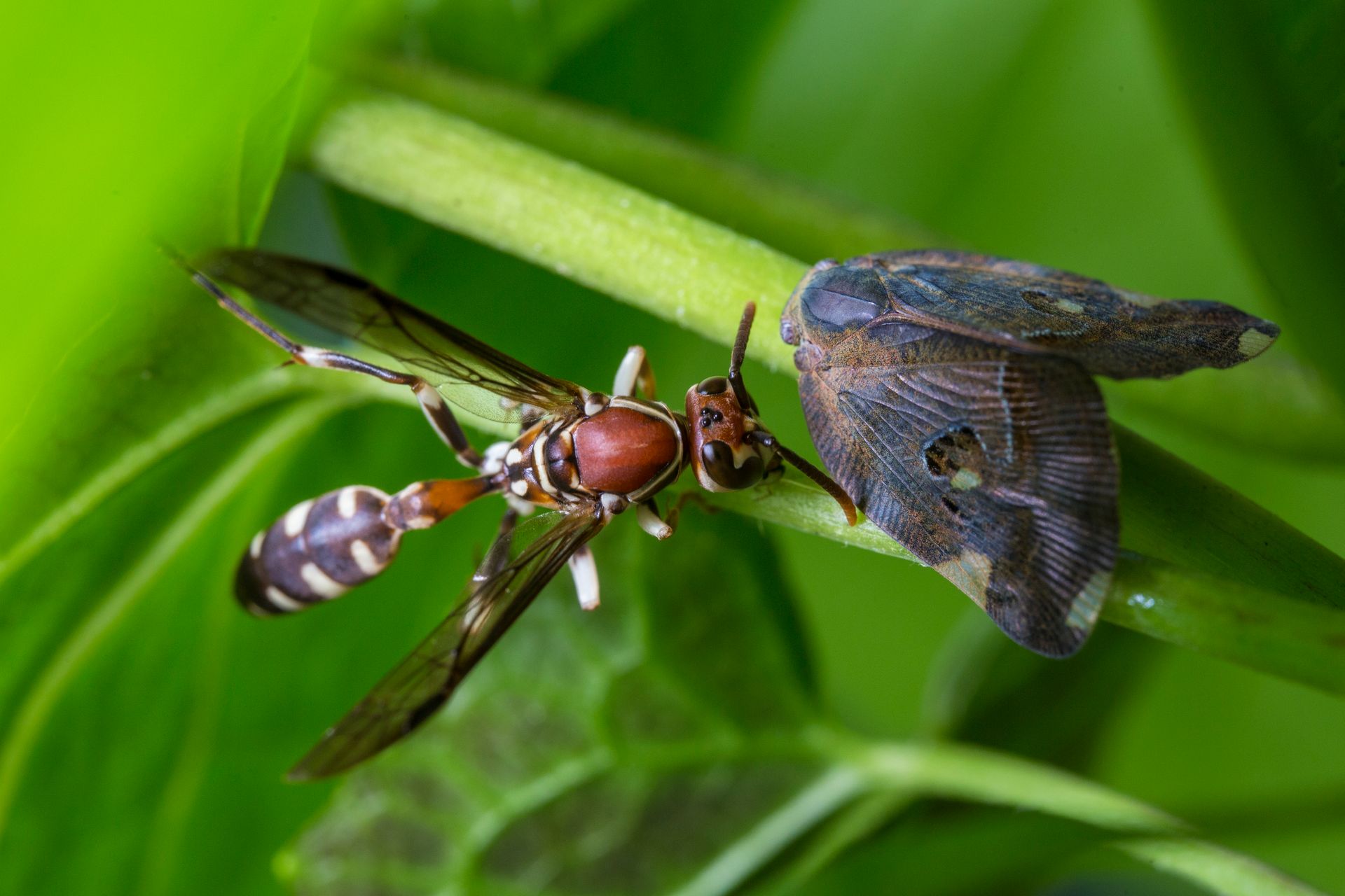Two Brown and Black Insects
