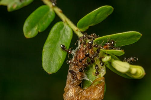 Selective Focus Photography of Ants on Leaves