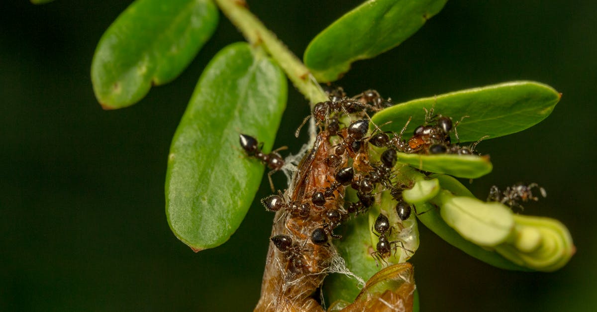 Selective Focus Photography of Ants on Leaves
