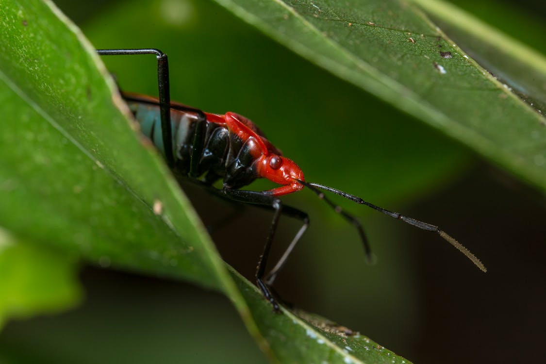 Gratuit Insecte Rouge Et Noir Photos