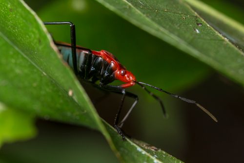 Free Macro shot of a vibrant red and black bug hiding between green leaves outdoors. Stock Photo