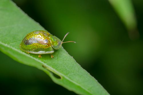 Free Macro shot of a green jewel beetle on a leaf showcasing nature's intricate details. Stock Photo