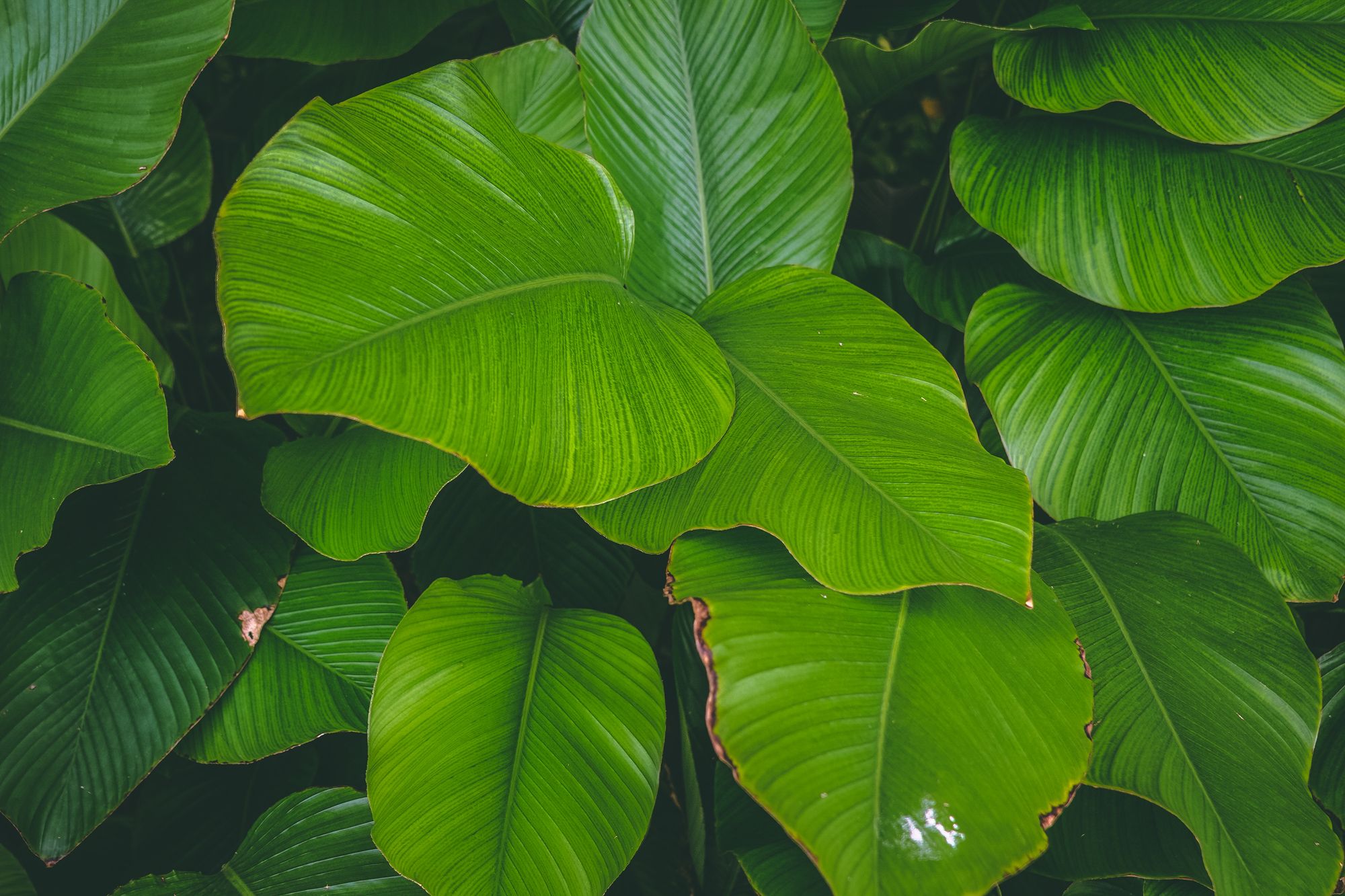Petaling Jaya