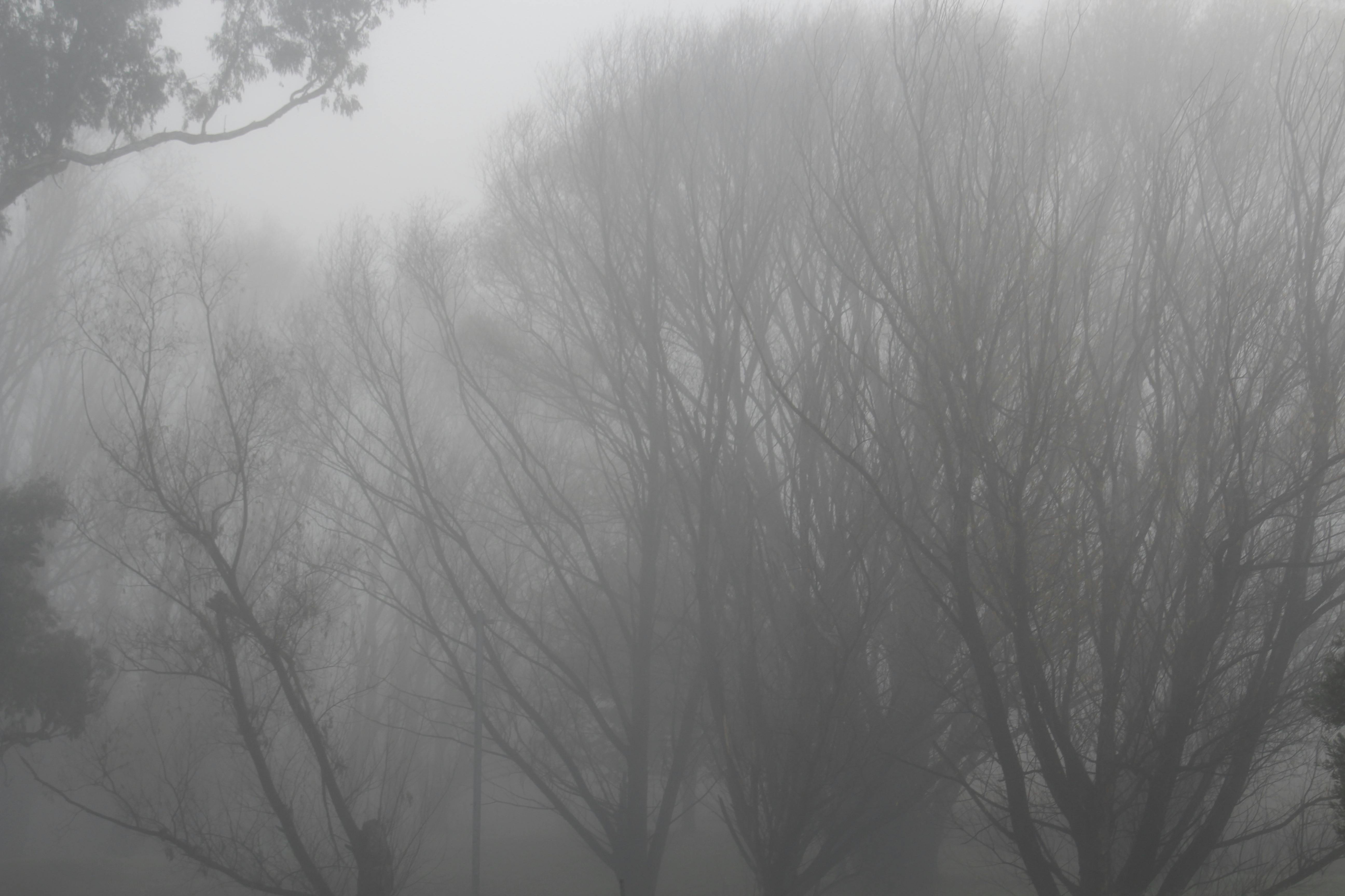 Free stock photo of Foggy landscape