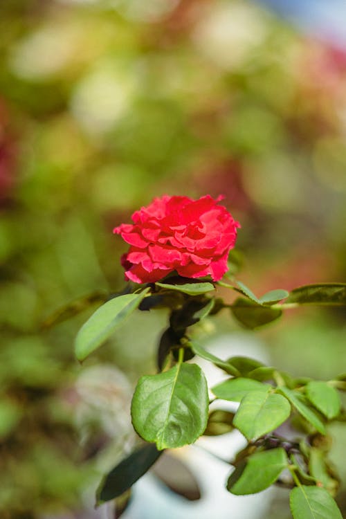 Free stock photo of beautiful flower, beauty in nature, bokeh