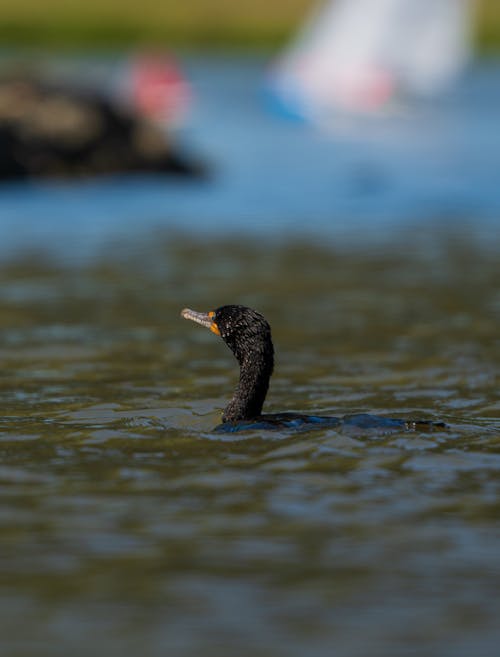 A black duck swimming in the water with boats in the background