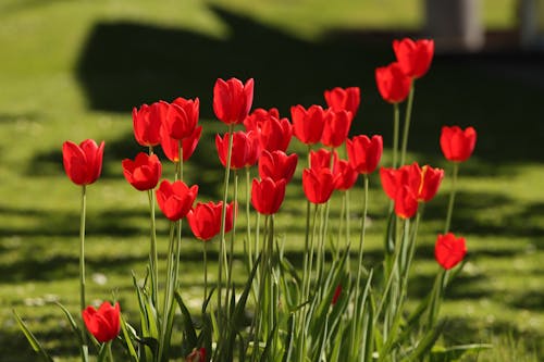 Red Tulips 