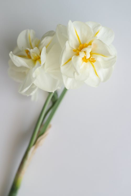 Two white and yellow flowers on a white surface