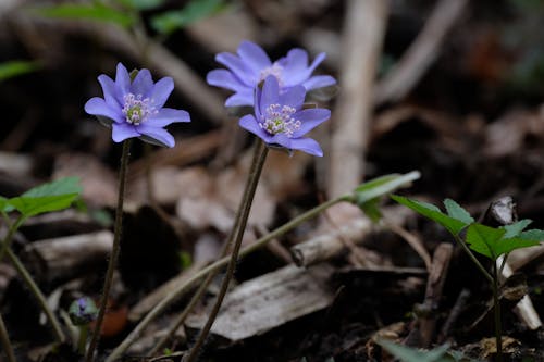 Two small purple flowers growing in the ground