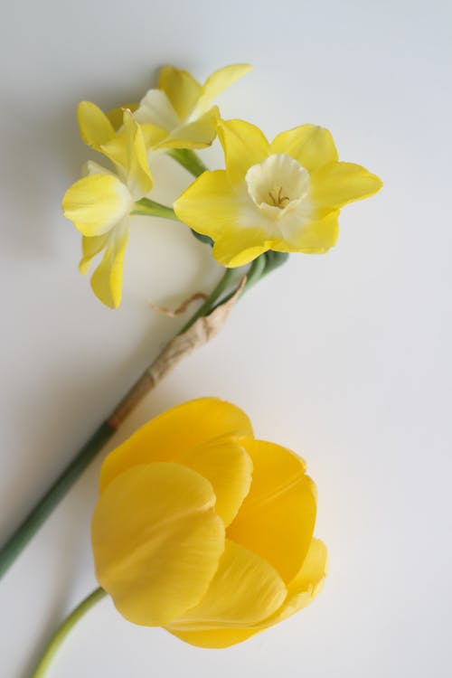 A yellow tulip and a white flower on a white surface