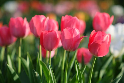 Tulips in bloom in a field of green grass