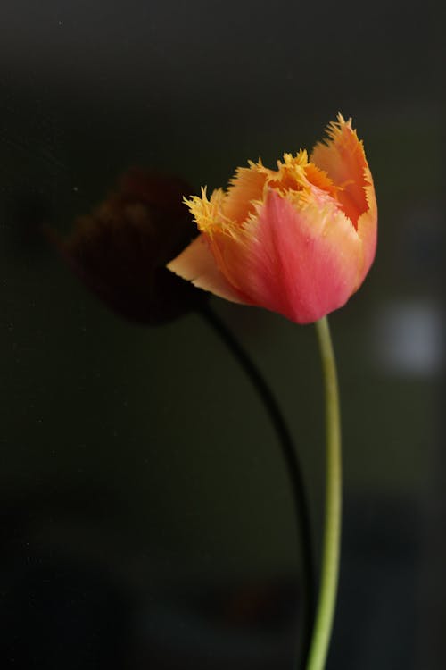 A single orange tulip is shown in a black background