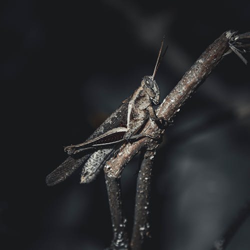 A grasshopper sits on a branch in the dark