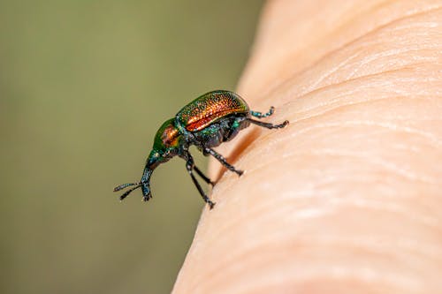 Imagine de stoc gratuită din animal, antenă, automobil beetle