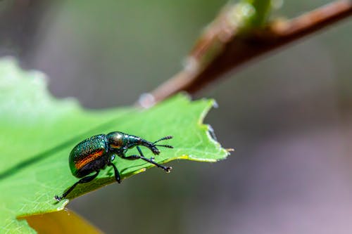Imagine de stoc gratuită din animal, automobil beetle, ciclul de viață al dăunătorilor