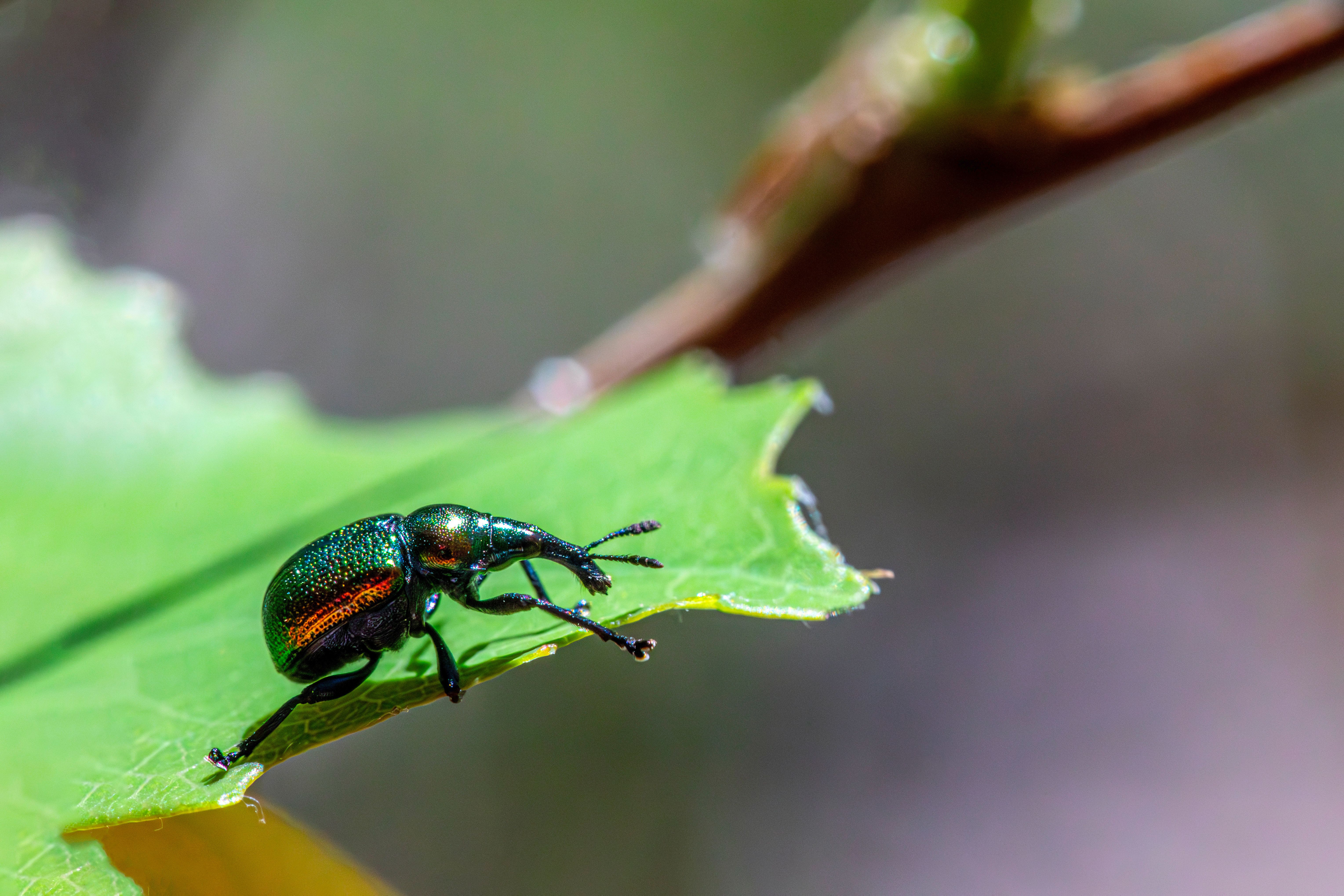 A green and black beetle sitting on a leaf · Free Stock Photo