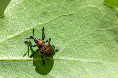 Imagine de stoc gratuită din animale parazit, aproape, automobil beetle