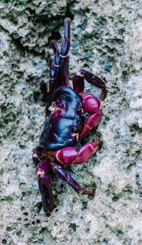 Vivid close-up of a purple and red crab on a textured rocky surface, emphasizing color and detail.