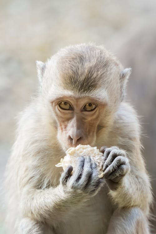 A monkey eating a piece of food in its mouth