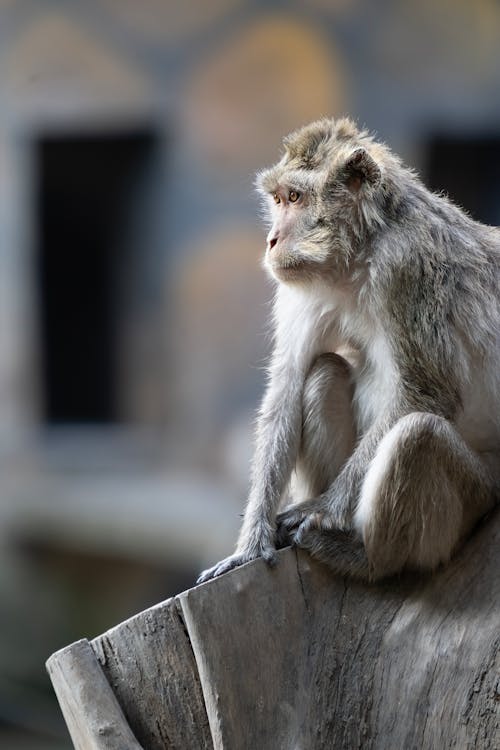 A monkey sitting on a log in front of a building
