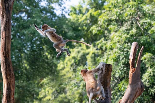 Two monkeys jumping from a tree branch