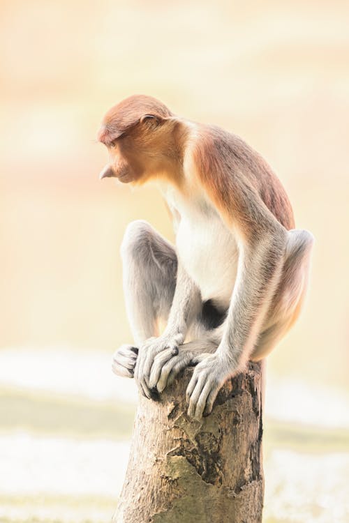 A monkey sitting on a tree stump