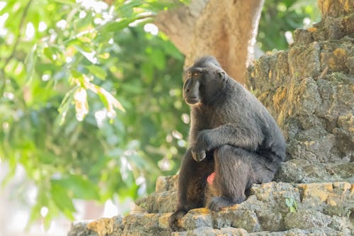 A monkey sitting on a rock in front of trees