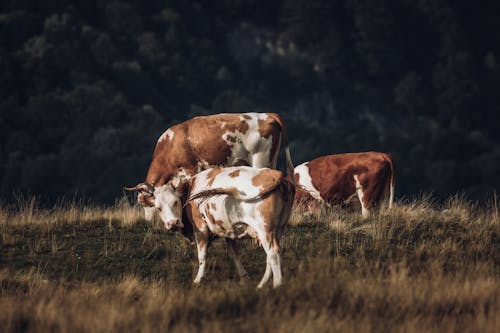Three cows standing in a field with grass