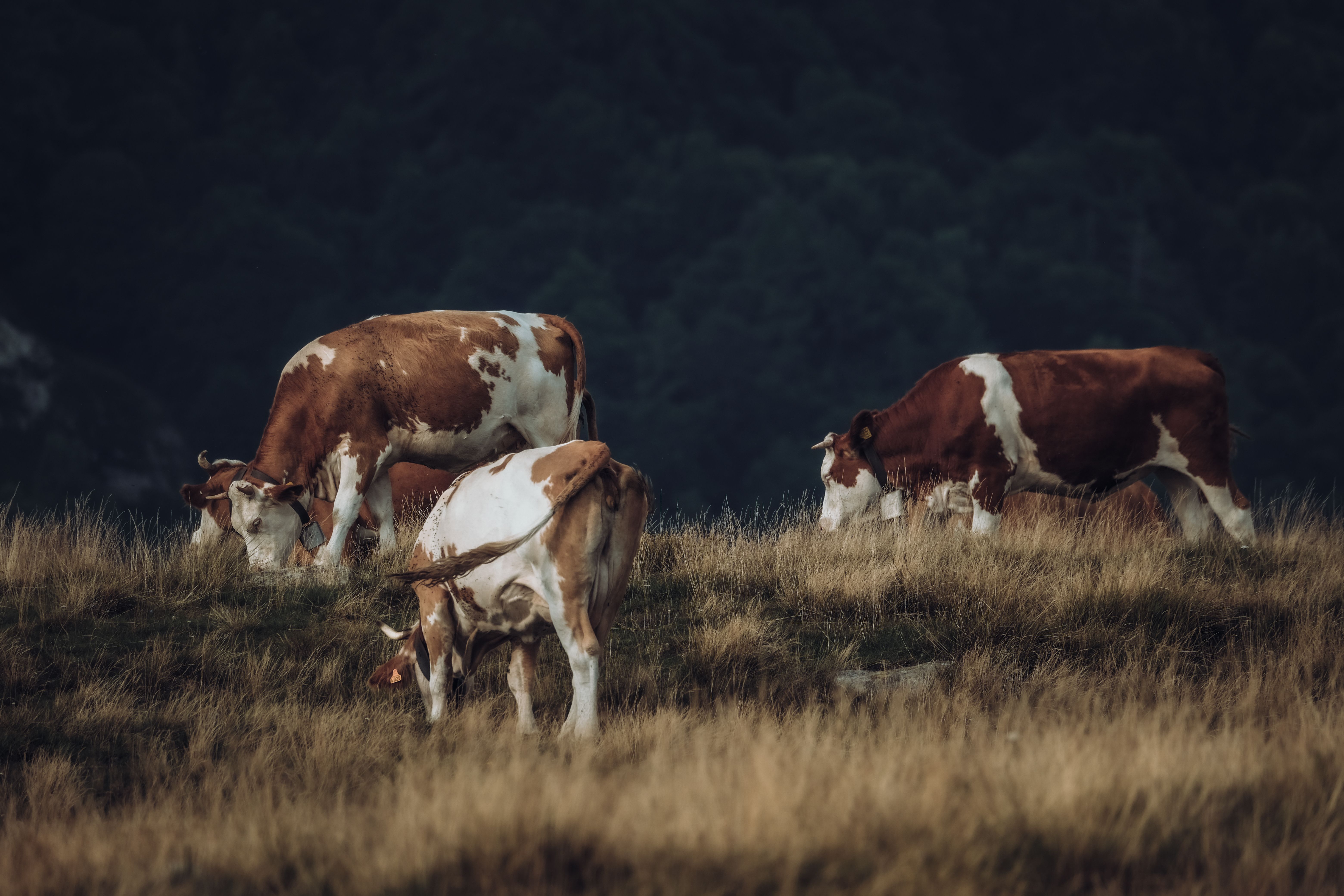 Cows Pasturing on Hayfield on Evening · Free Stock Photo