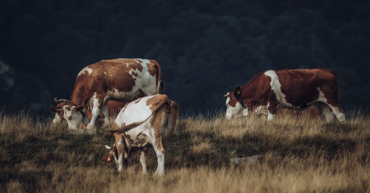 Pasturing Cows Pasturing on Hayfield on Evening · Free Stock Photo