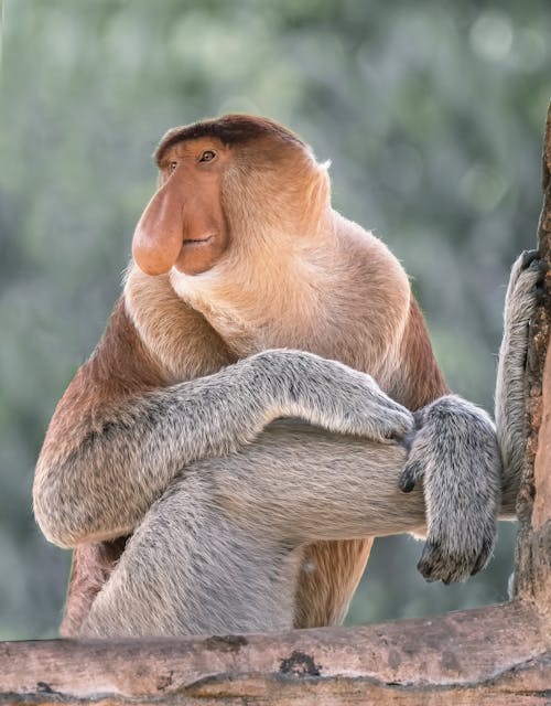 A probosus monkey sitting on a tree branch