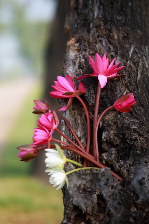 Foto stok gratis anggun, berbunga, bunga