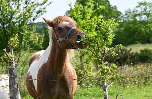 A horse eating a green leaf from a tree