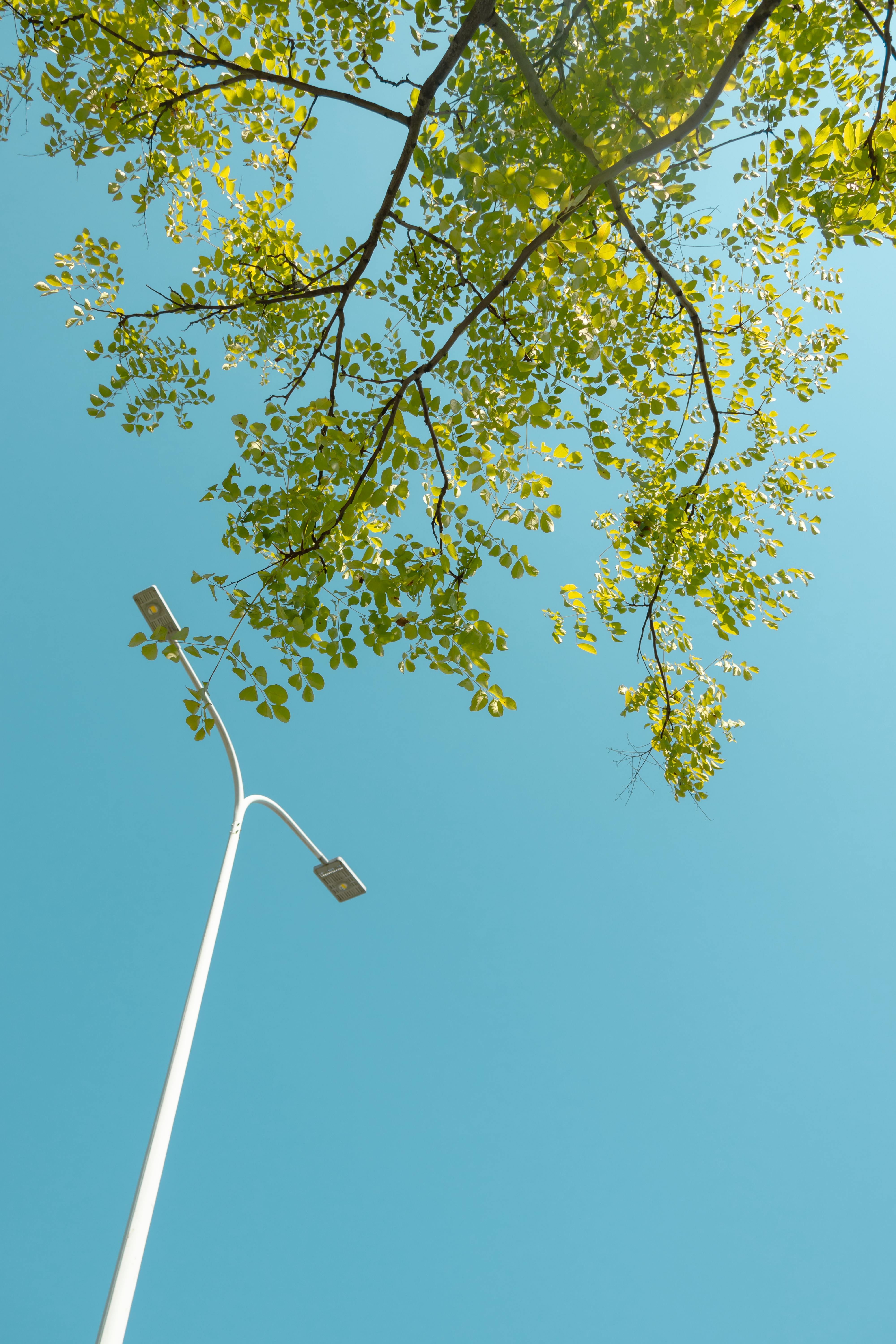 A low-angle view of a streetlight and vibrant green branches against a clear blue sky.