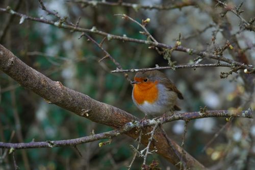 Free A European robin rests on a branch, showcasing its bright orange breast amidst the natural environment. Stock Photo