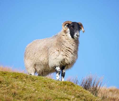 A sheep standing on top of a hill with a blue sky