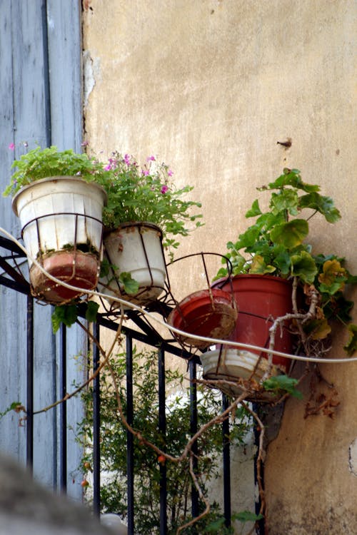 Gratis lagerfoto af balkon, befrugte, blad