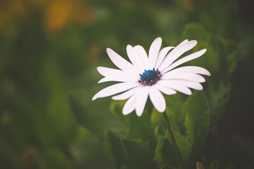 Foto profissional grátis de flor, flor bonita, flor branca