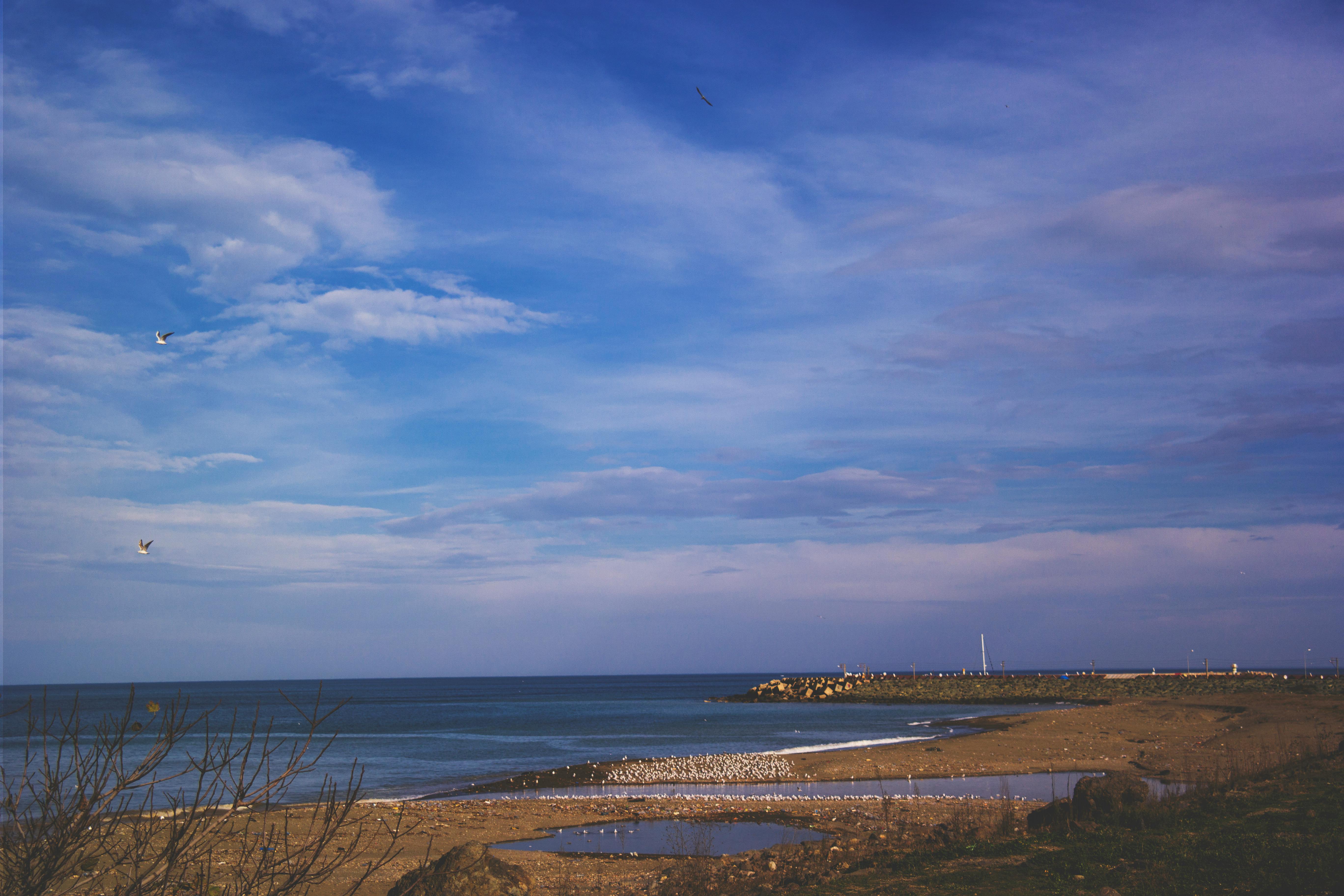 沿海风光美丽，蓝天广阔，海浪翻涌，海鸟飞过海岸
