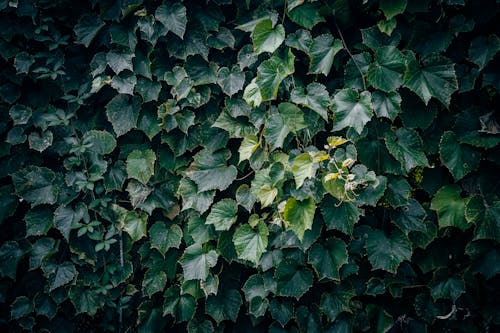 @집 밖의, 나뭇잎, 녹색의 무료 스톡 사진