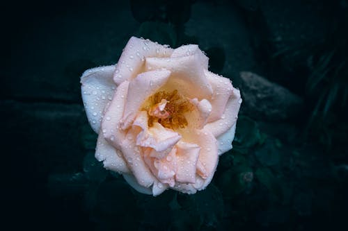 一朵白色和粉紅色玫瑰盛開的特寫，上面有雨滴