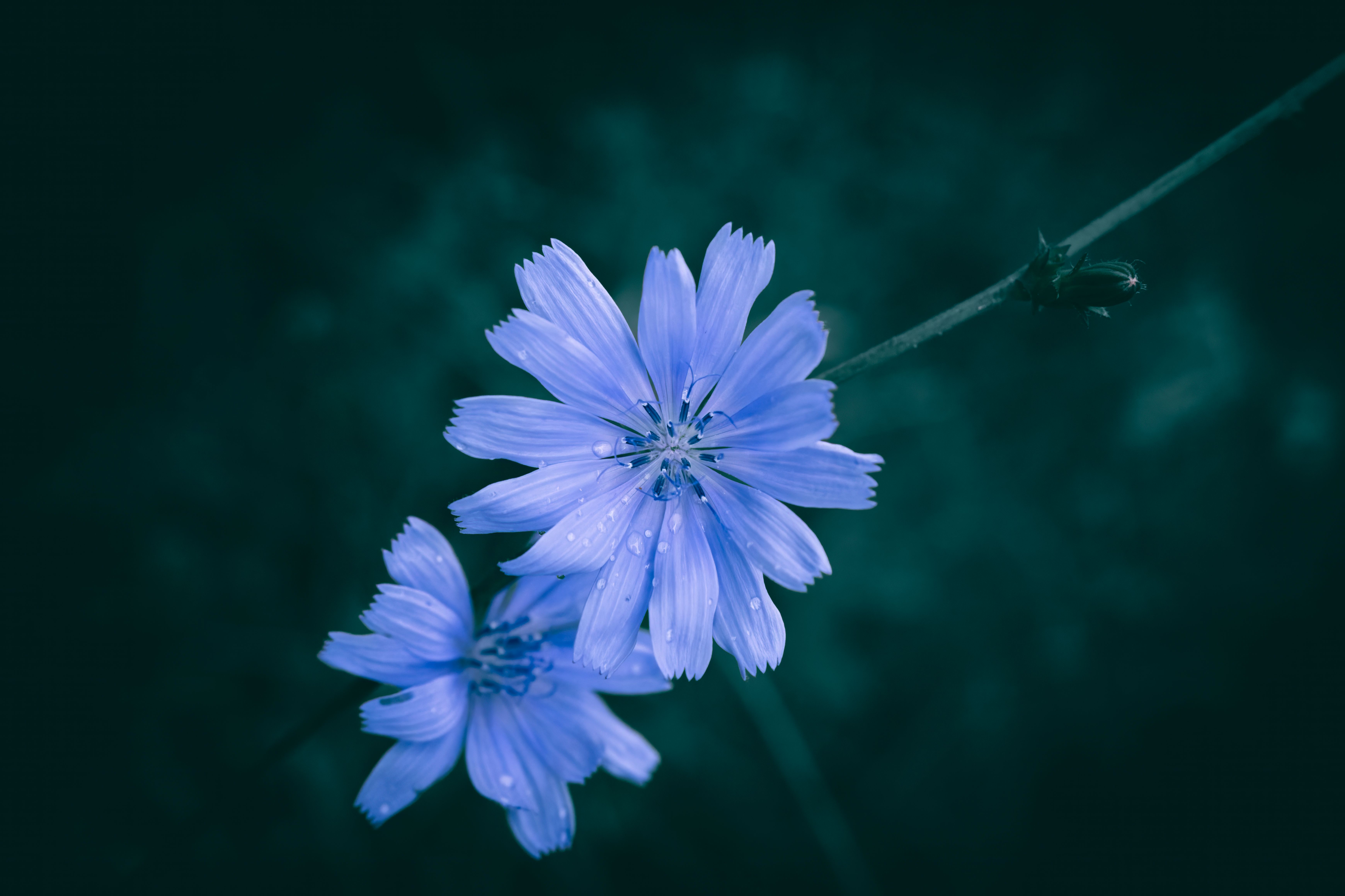 Lettuce (lactuca sativa) and chicory (cichorium spp.) fresh or chilled