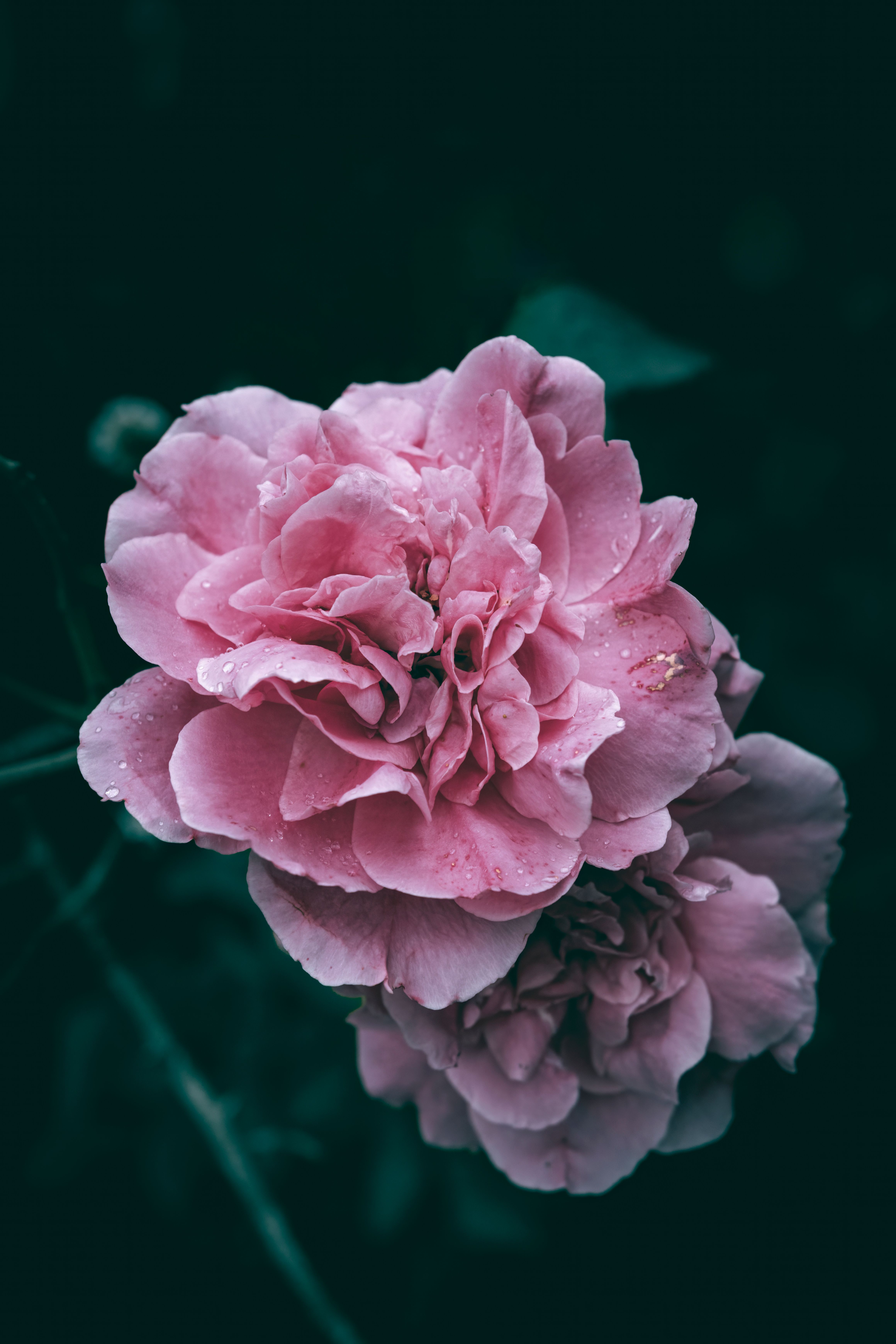 A close up of pink garden roses with rain drops · Free Stock Photo